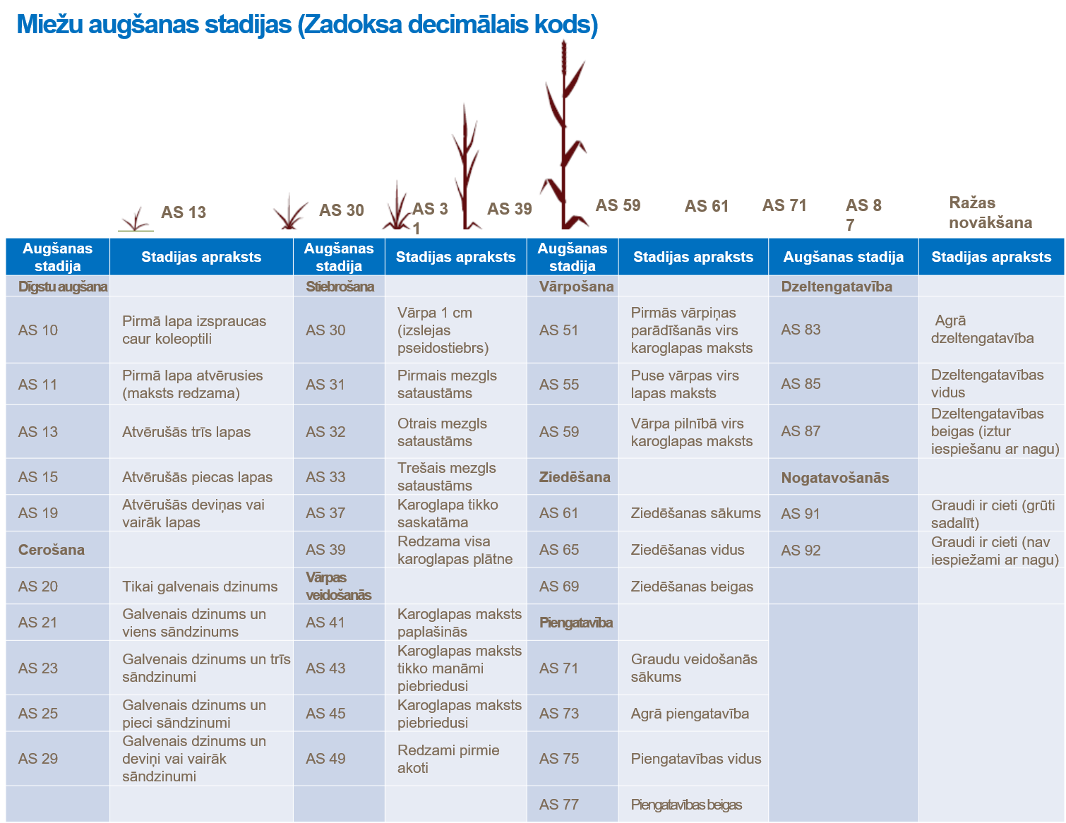 Miežu aug&scaron;anas stadijas (Zadoksa decimālais kods).png