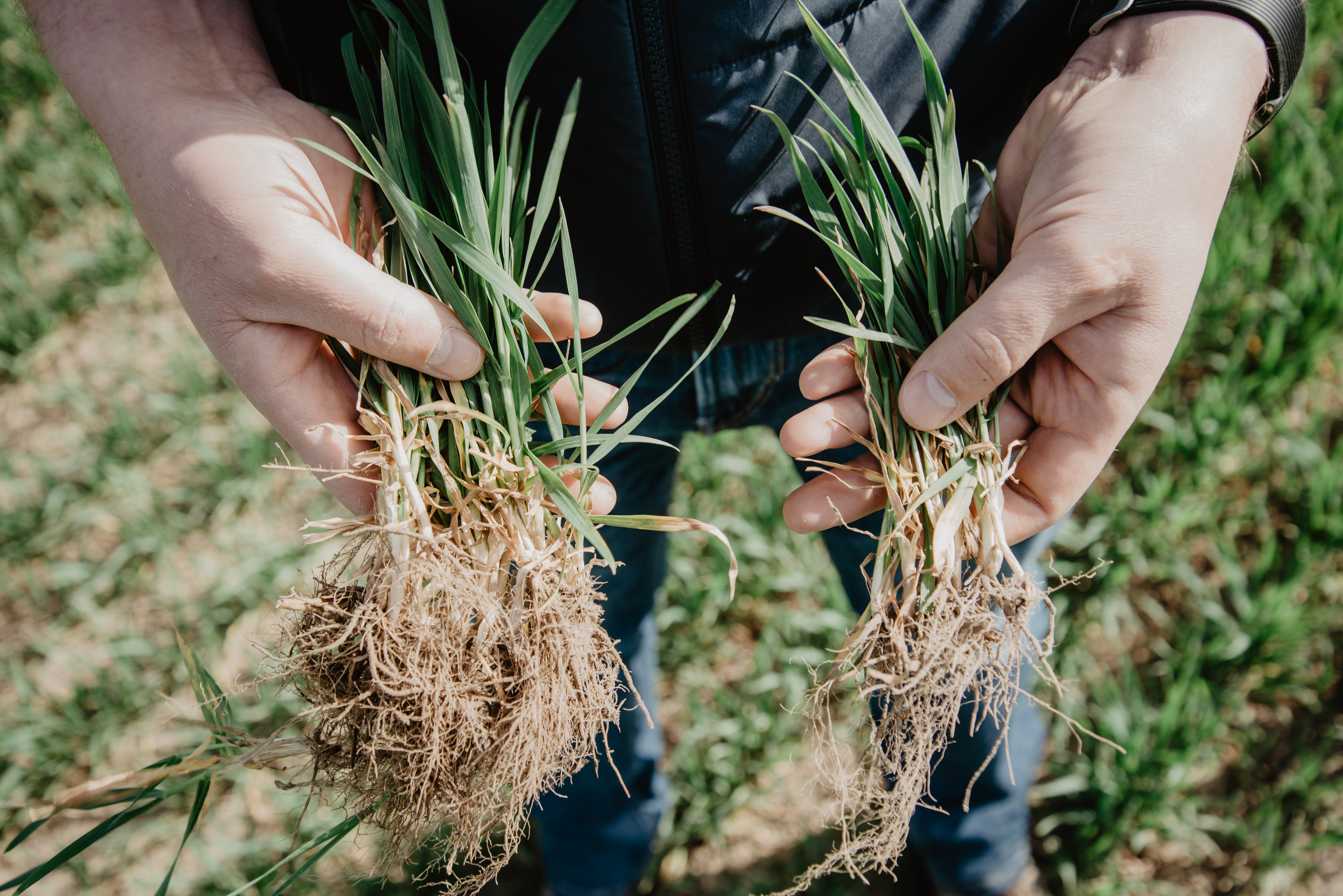 Ziemas kviešu saknes