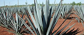 Champ d’agaves