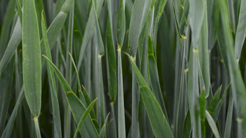 Stumbra pagarināšanās