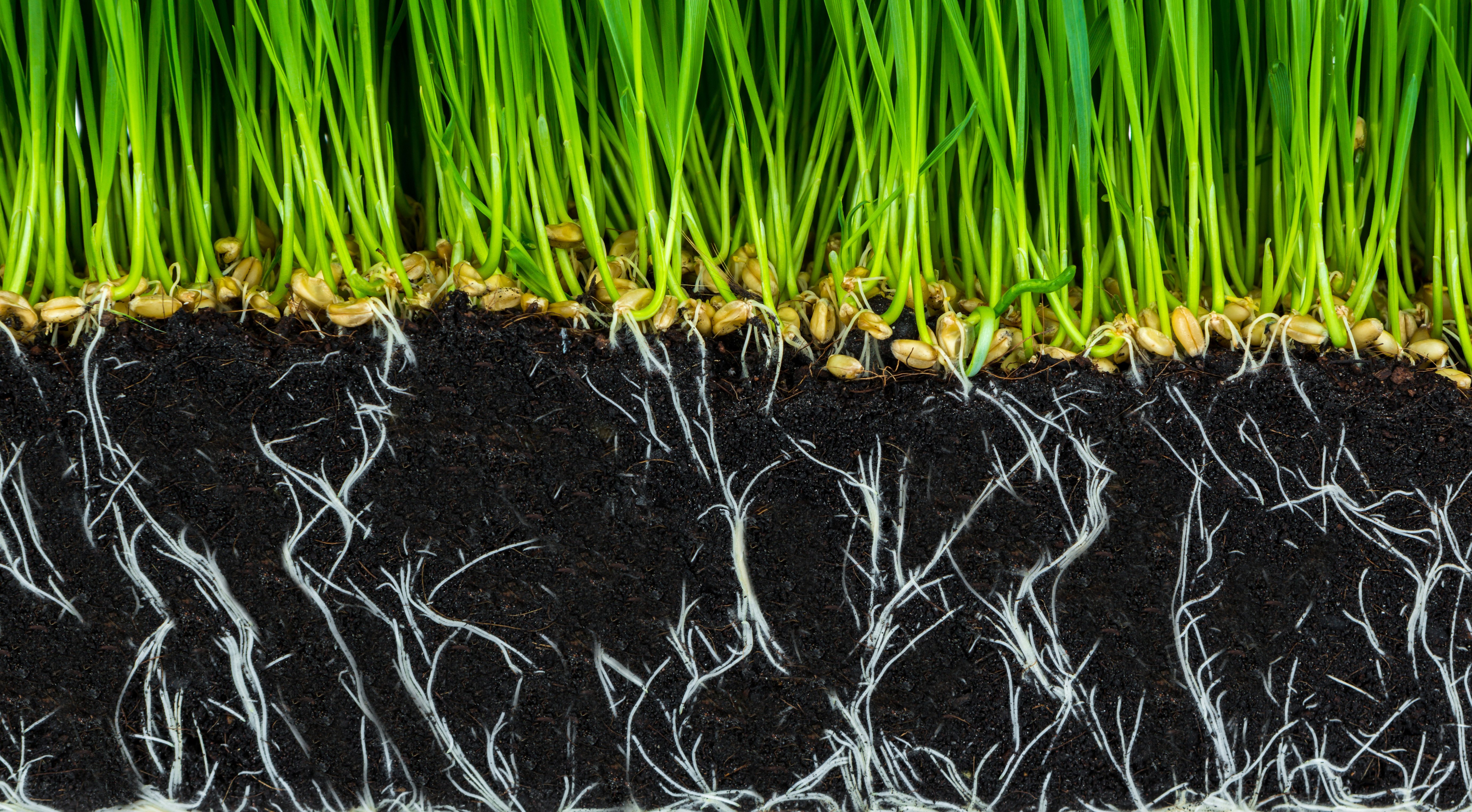 Sakņu sistēma ar nepietiekamu P nodrošinājumu