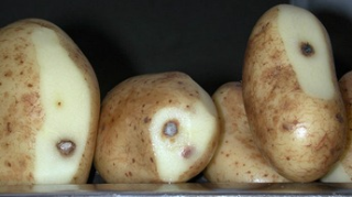 Kartupeļi ar sasitumiem jeb zilumiem