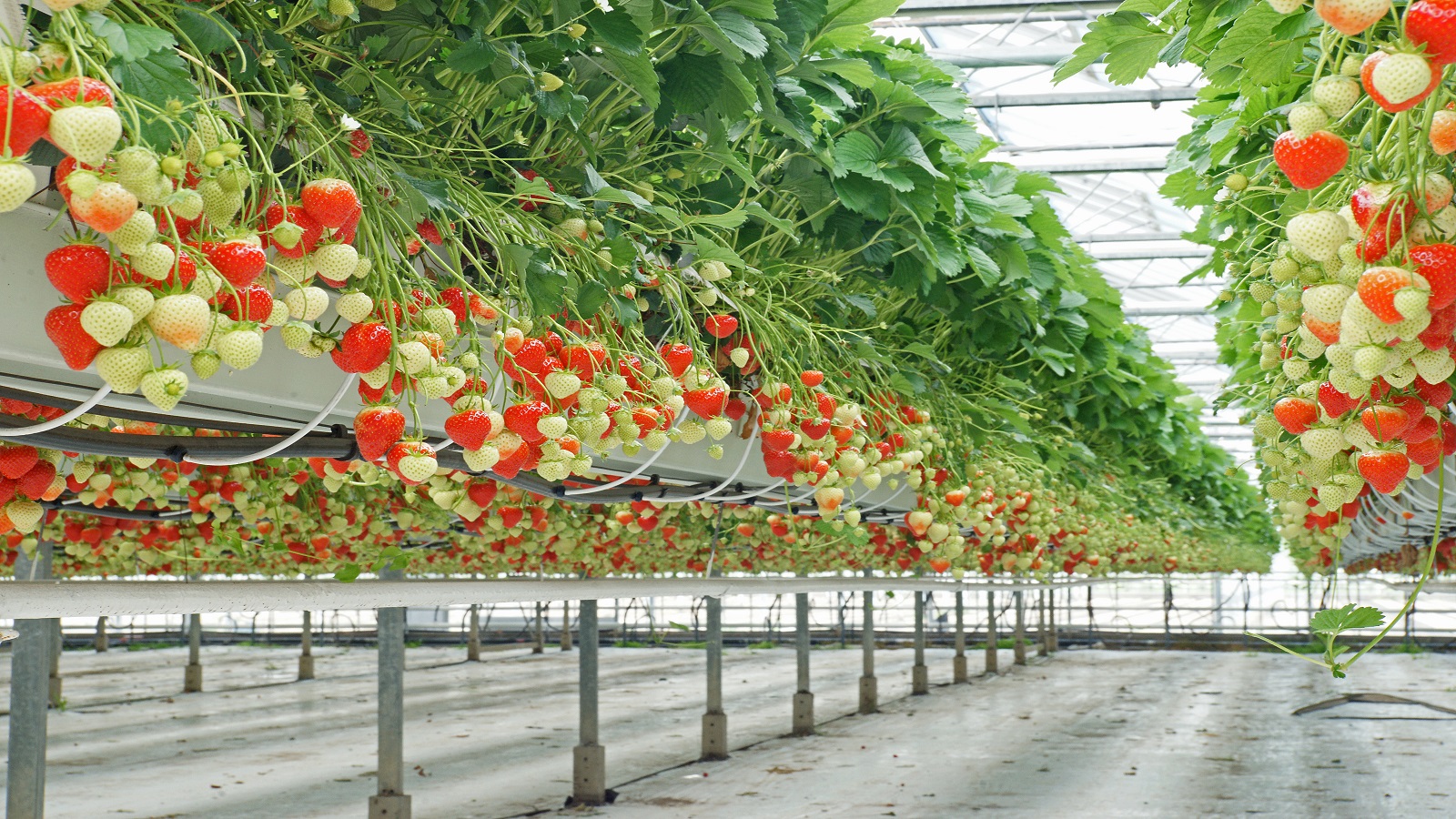 Zemeņu audzēšana sistēmā